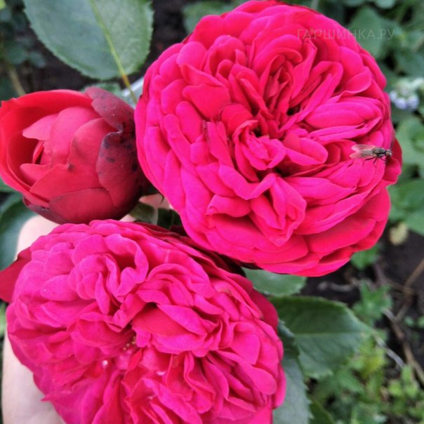 превью изображения отзыва