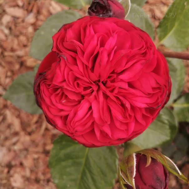 превью изображения отзыва