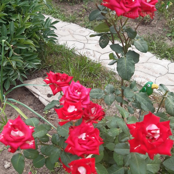 превью изображения отзыва