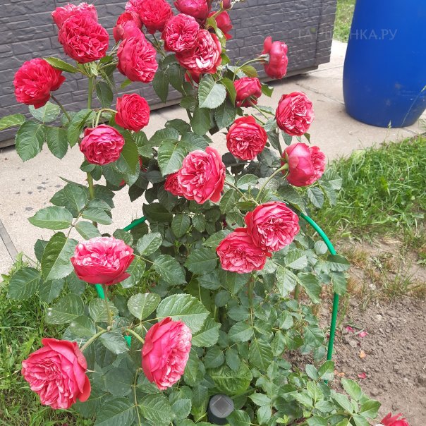 превью изображения отзыва