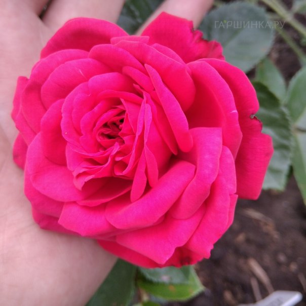 превью изображения отзыва