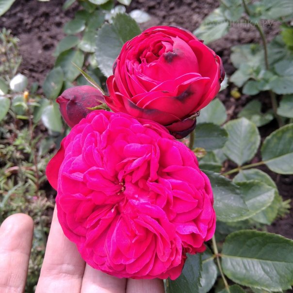 превью изображения отзыва