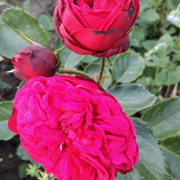 превью изображения отзыва