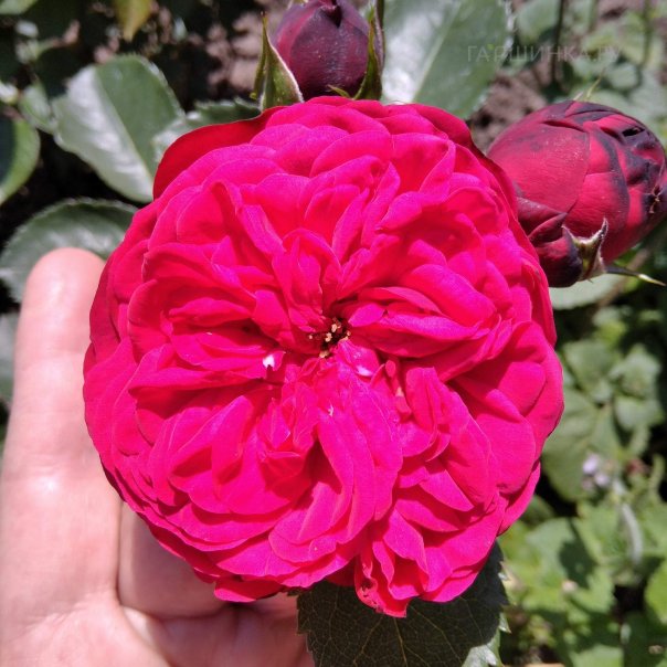 превью изображения отзыва