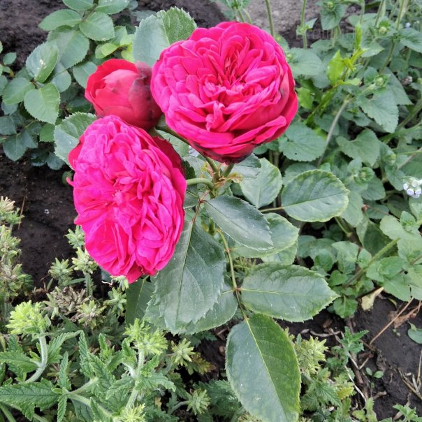 превью изображения отзыва