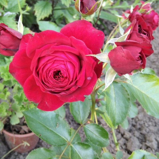 превью изображения отзыва