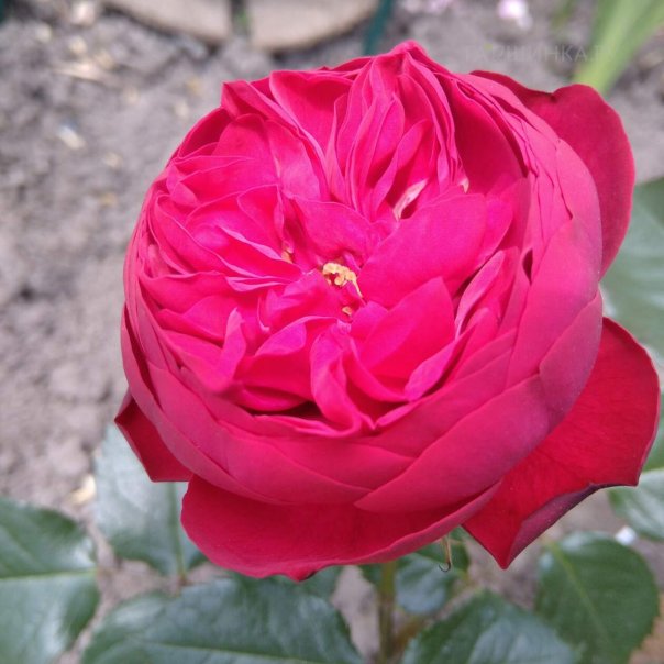 превью изображения отзыва