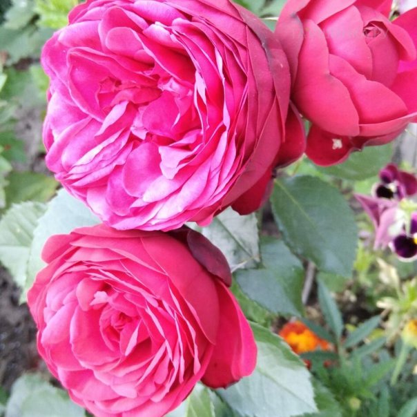 превью изображения отзыва