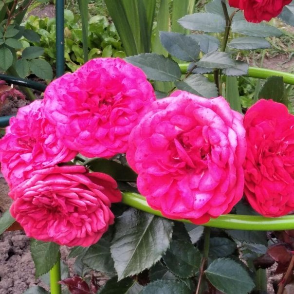 превью изображения отзыва