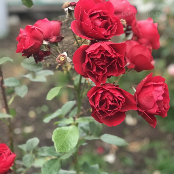 превью изображения отзыва