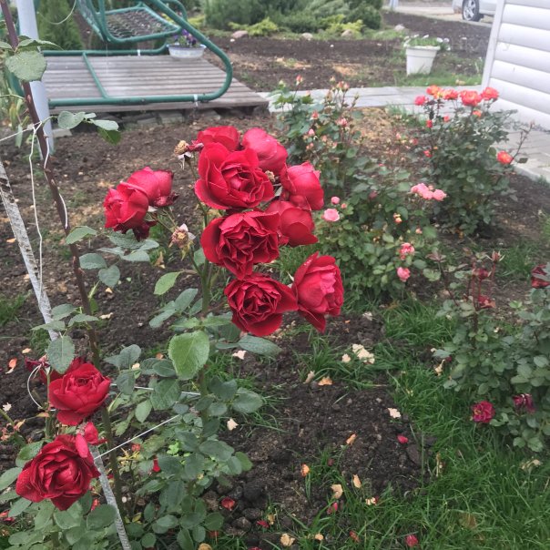 превью изображения отзыва