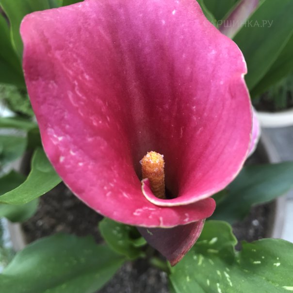 превью изображения отзыва