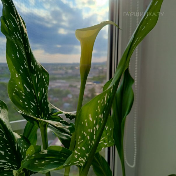 превью изображения отзыва