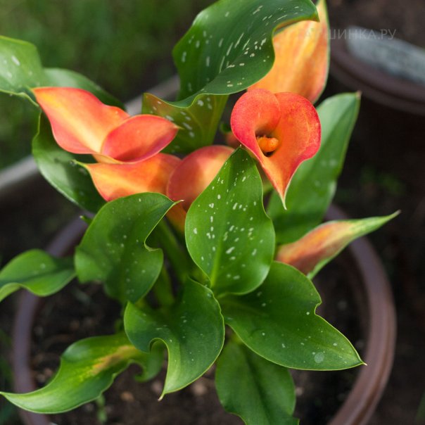 превью изображения отзыва