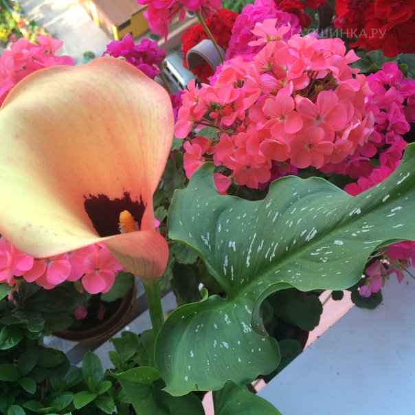 превью изображения отзыва