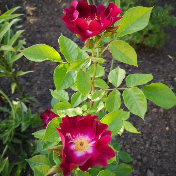 превью изображения отзыва