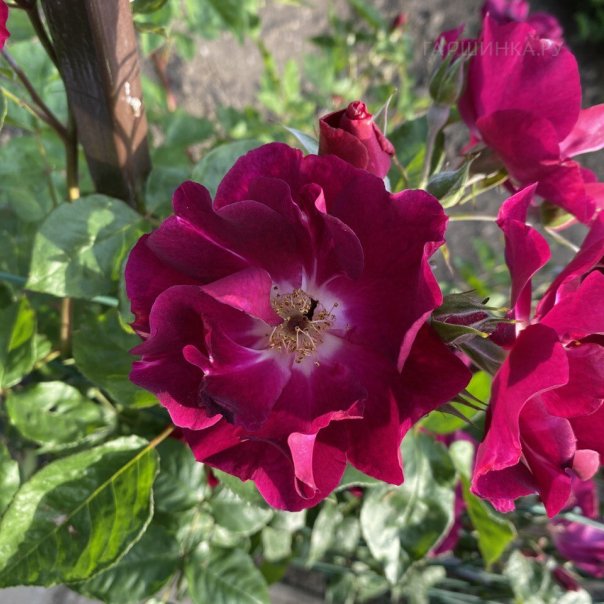 превью изображения отзыва