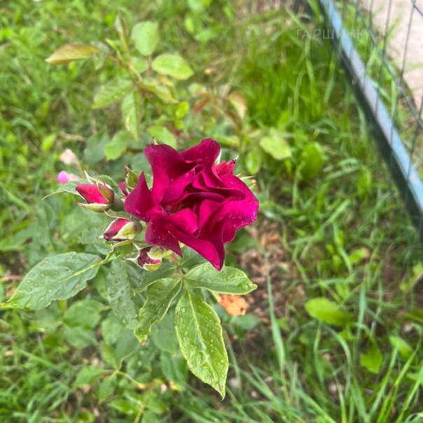 превью изображения отзыва