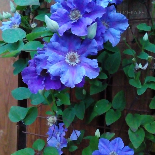 превью изображения отзыва