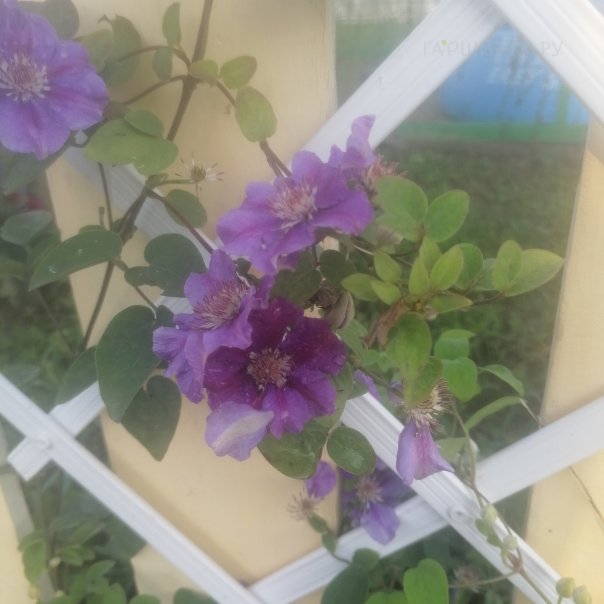 превью изображения отзыва