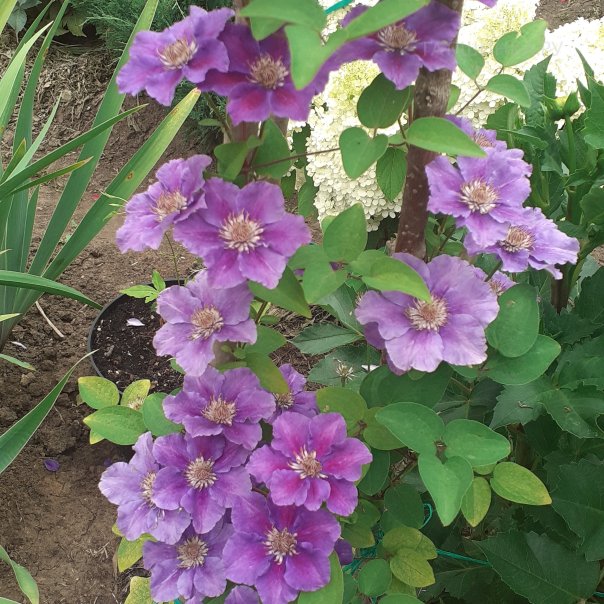 превью изображения отзыва