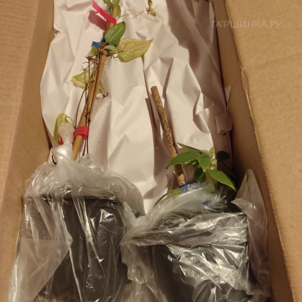 превью изображения отзыва