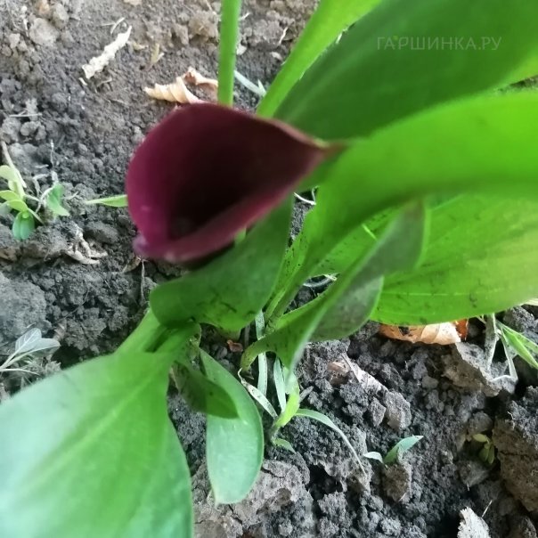 превью изображения отзыва