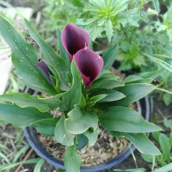 превью изображения отзыва