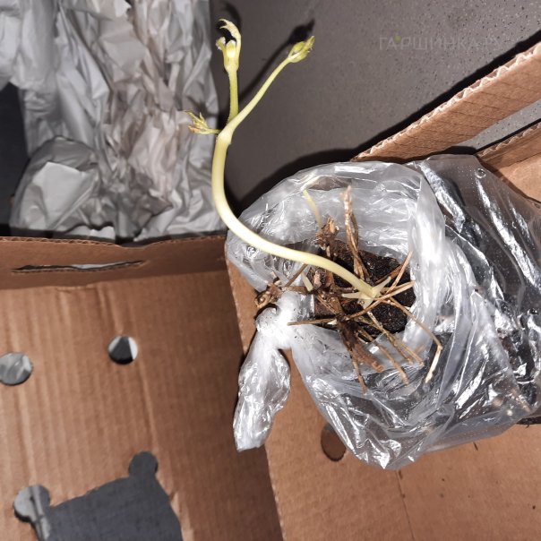 превью изображения отзыва