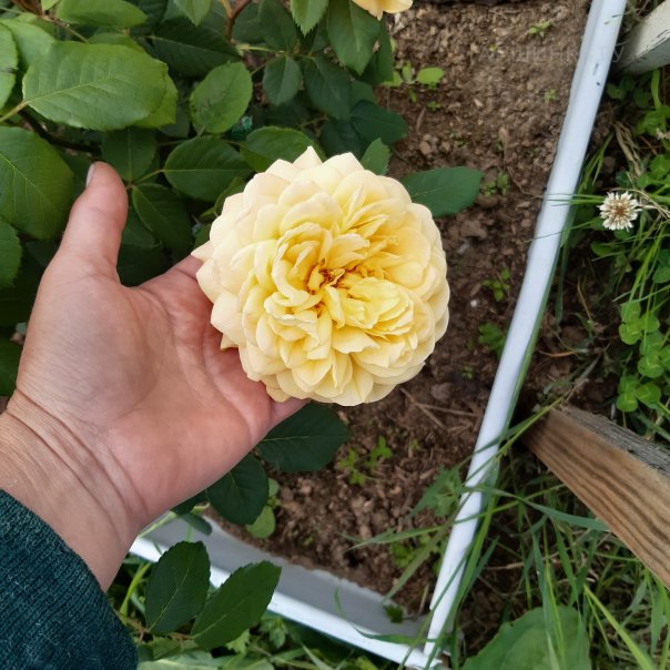 превью изображения отзыва