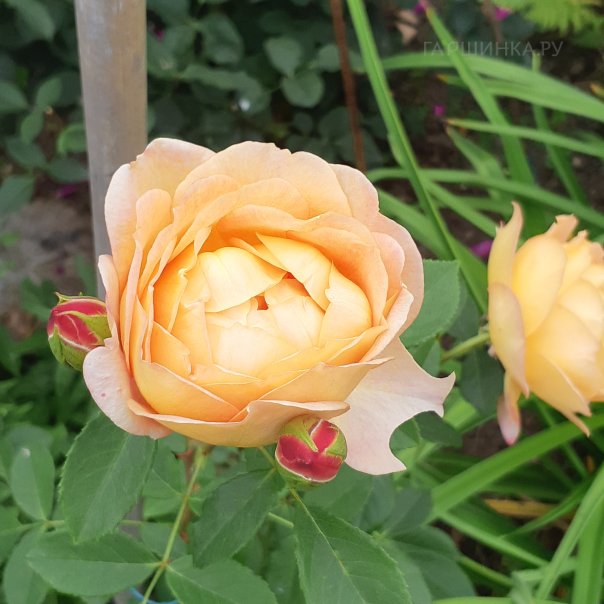 превью изображения отзыва