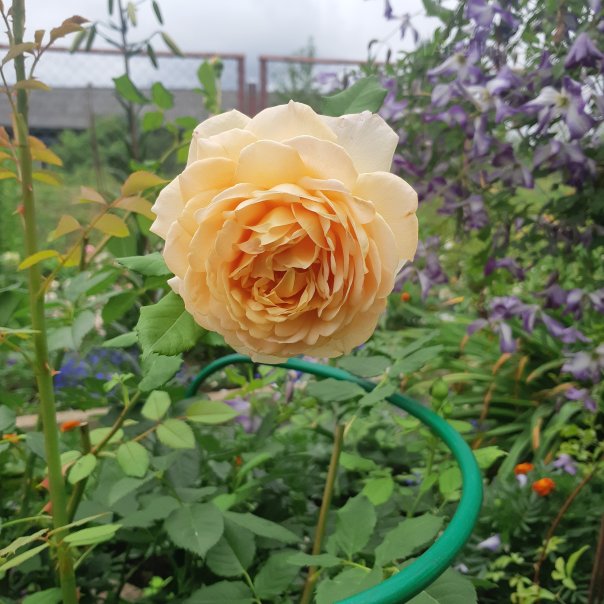 превью изображения отзыва