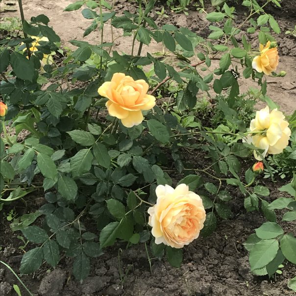 превью изображения отзыва