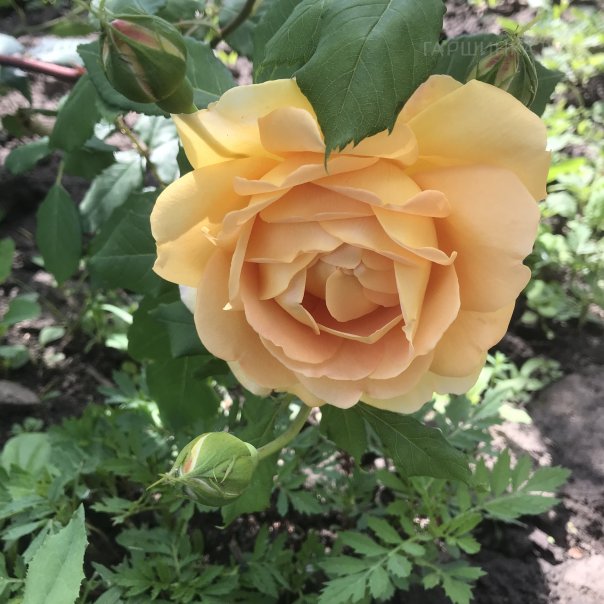 превью изображения отзыва