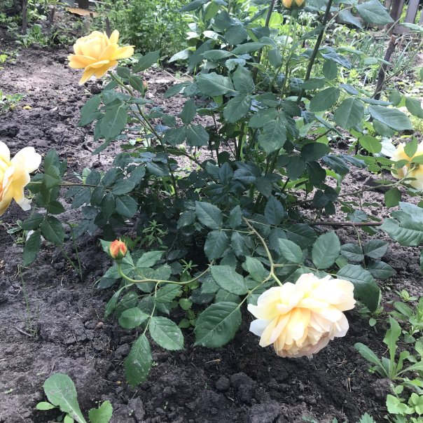 превью изображения отзыва