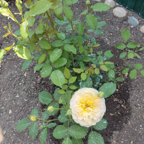 превью изображения отзыва