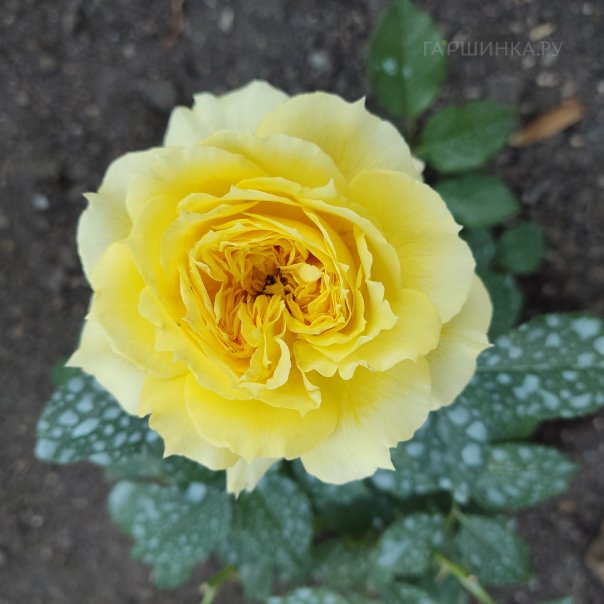 превью изображения отзыва