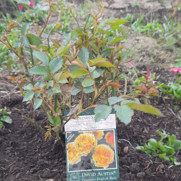 превью изображения отзыва