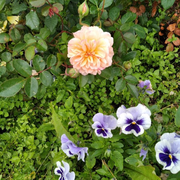 превью изображения отзыва