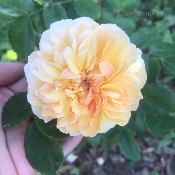 превью изображения отзыва