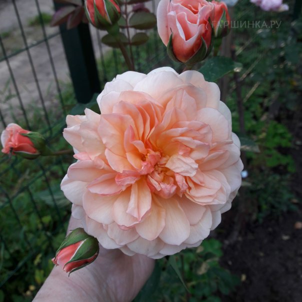 превью изображения отзыва