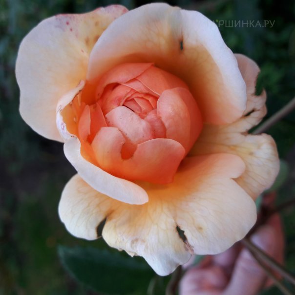 превью изображения отзыва