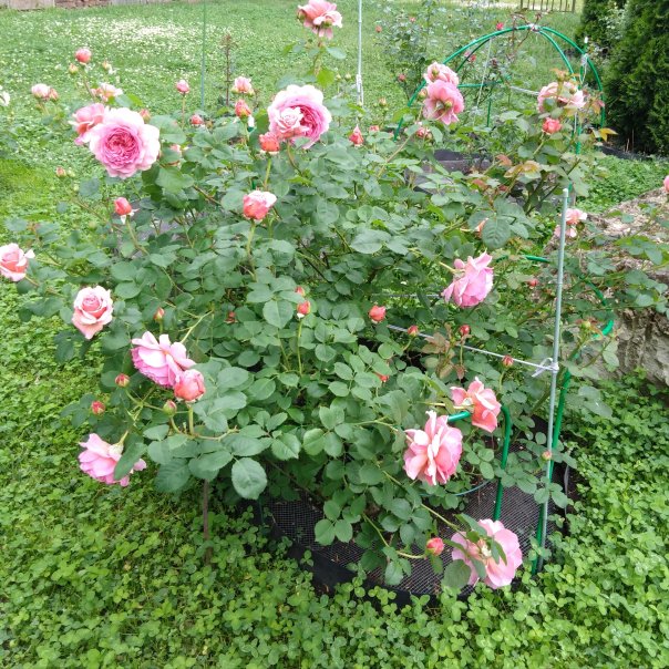 превью изображения отзыва