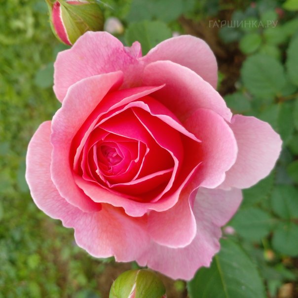 превью изображения отзыва