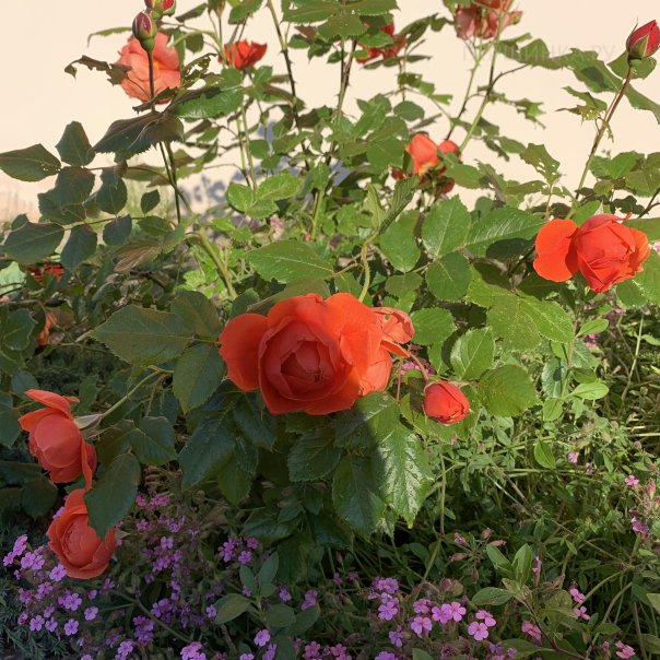 превью изображения отзыва