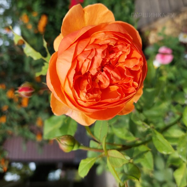 превью изображения отзыва