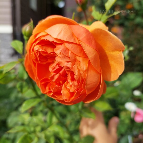 превью изображения отзыва