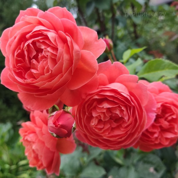 превью изображения отзыва