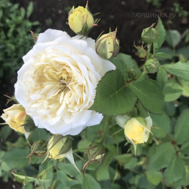 превью изображения отзыва