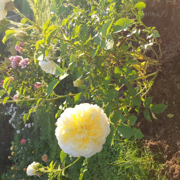 превью изображения отзыва